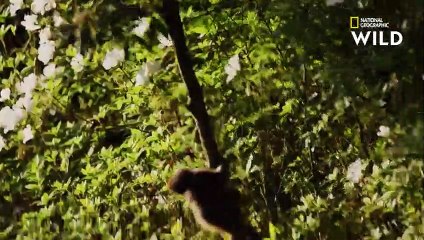 Comment les macaques de Formose luttent contre le froid