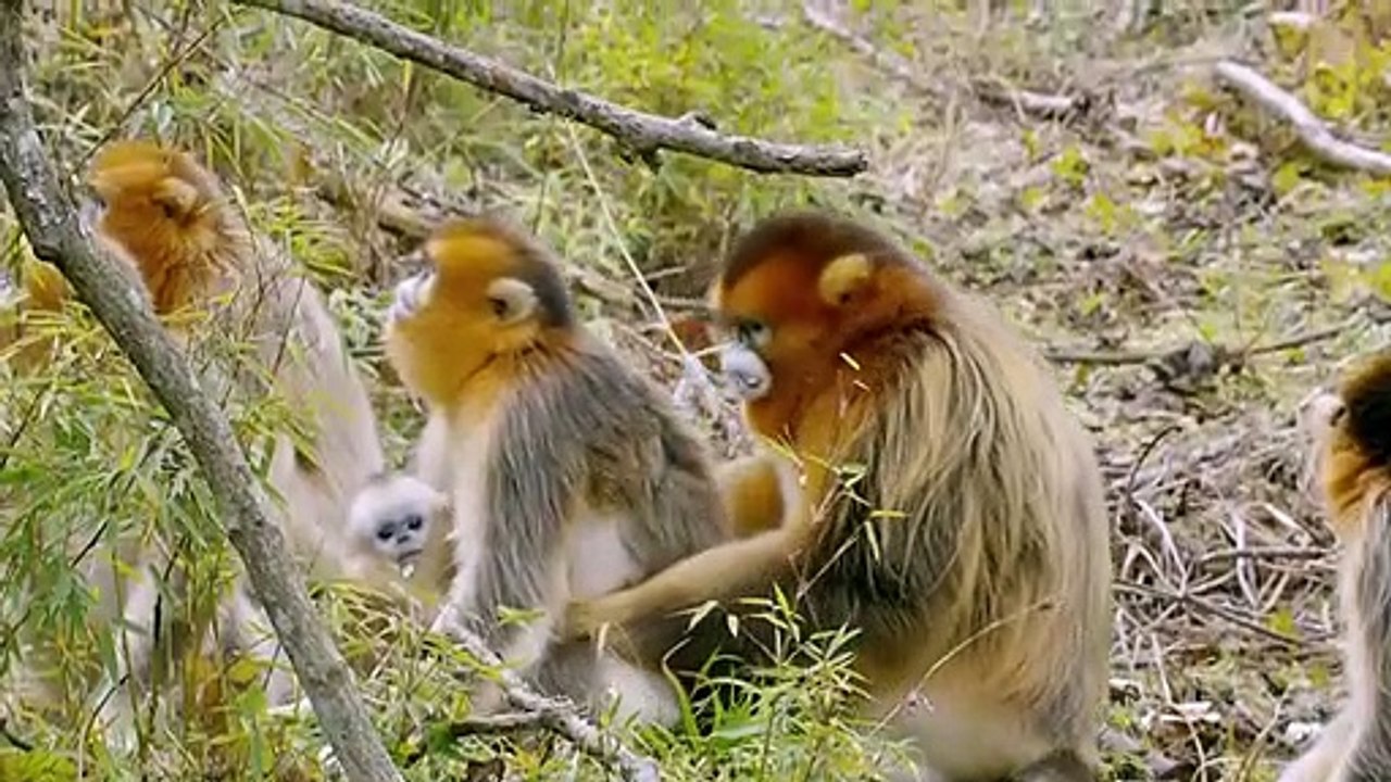 Combat spectaculaire entre rhinopithèques en colère