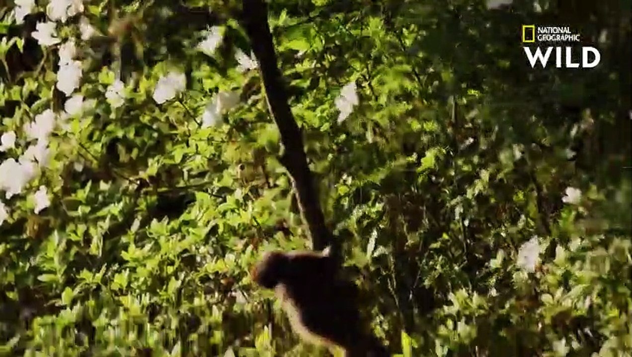 Comment les macaques de Formose luttent contre le froid