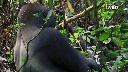 Festin, sieste et jeux chez les gorilles