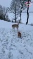 Husky treats smol Bulldog like a ball by rolling him over a snowy hill   PETASTIC