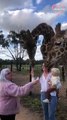 happy toddler feeds friendly giraffes at zoo!   PETASTIC