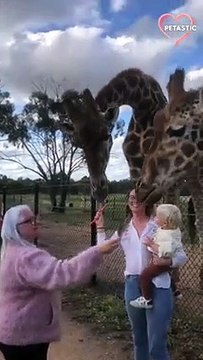 happy toddler feeds friendly giraffes at zoo! PETASTIC