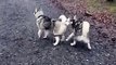 Adorable Twin Puppies Train for Sled Dog Race   PETASTIC