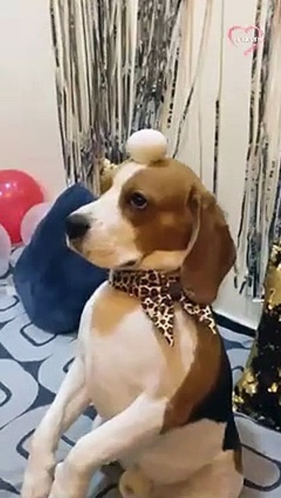 Watch which food items this dog can effortlessly balance on his head   PETASTIC