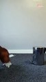 Year Old Cocker Spaniel Performing Covid Bin Dog Trick   PETASTIC
