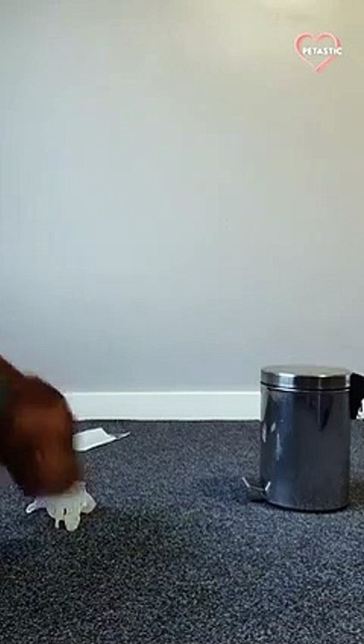 Year Old Cocker Spaniel Performing Covid Bin Dog Trick   PETASTIC