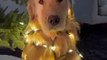 A woman decorates her dog like golden Christmas tree   PETASTIC