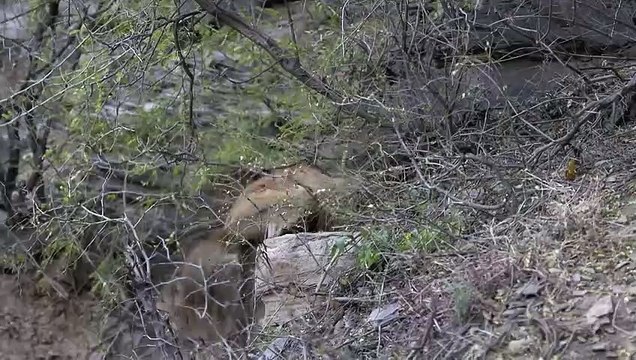 Bataille entre macaques