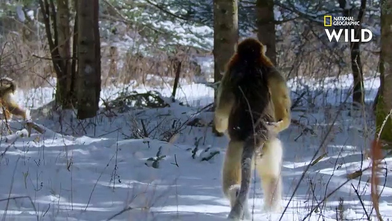 Ce singe est le seul à savoir marcher sur la neige debout