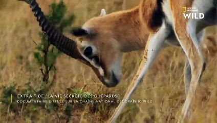 Des babouins olive guettent la chasse prometteuse d'un guépard
