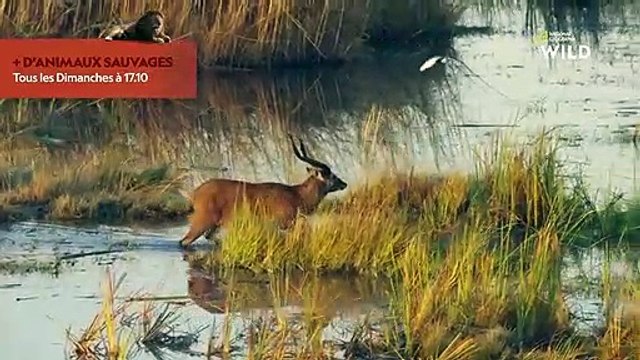 Dans ces marécages, la moindre erreur peut être fatale