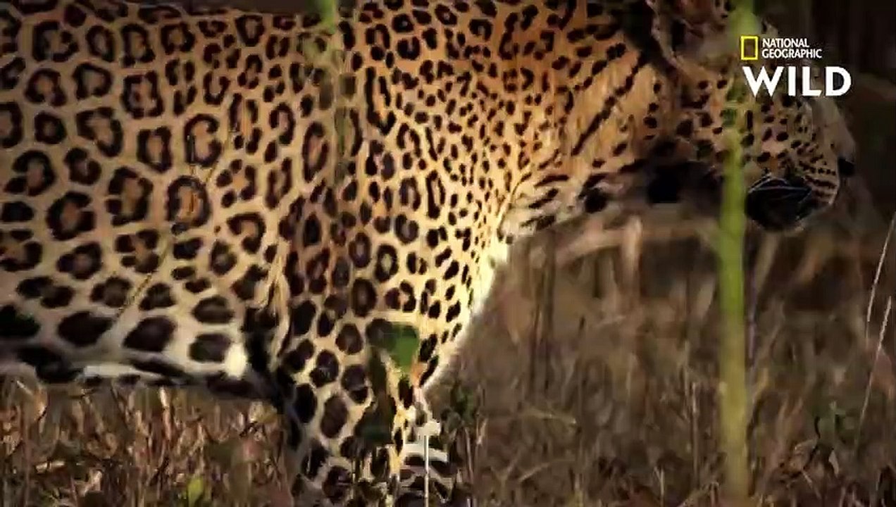 Des singes jouent un mauvais tour à une panthère noire