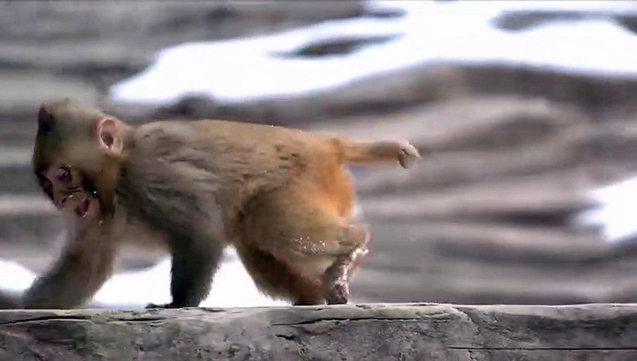 Instinct maternel chez les macaques