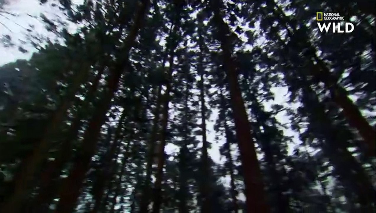 La dure vie des macaques japonais