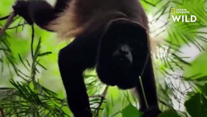 La méthode infaillible de ces singes pour se protéger d'un jaguar