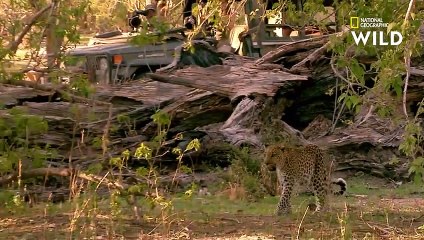 L'arbre à saucisses, lieu de rencontre des animaux