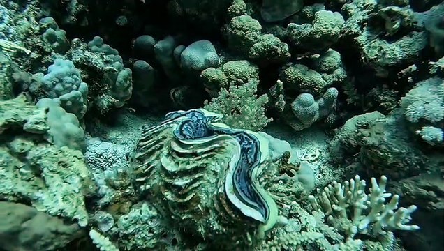 Égypte Safaga 29 août 2023