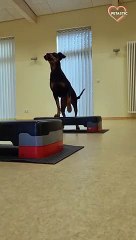 German Pinscher is a perfect workout partner   PETASTIC