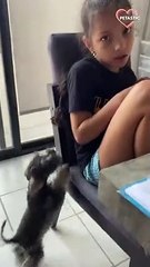 puppy loves nothing more than playing with human   PETASTIC