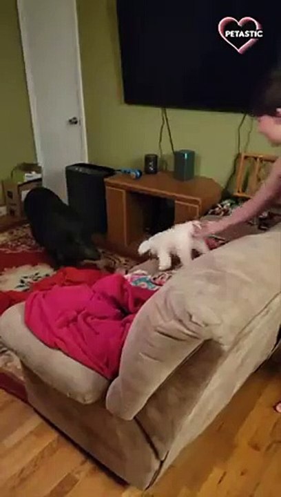kid teasing pig with a stuffed toy   PETASTIC