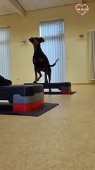 German Pinscher is a perfect workout partner   PETASTIC
