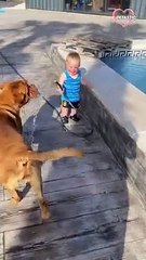 giggling baby playing with his dog    PETASTIC