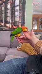 Cacique parrot makes the sweetest request for attention ever!   PETASTIC