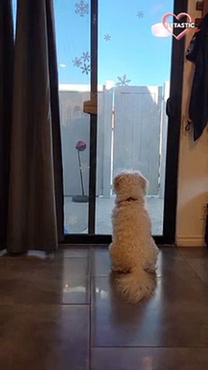 Adorable dog wags his tail in excitement   PETASTIC