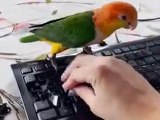 Caique Parrot discovers a new favorite game   PETASTIC