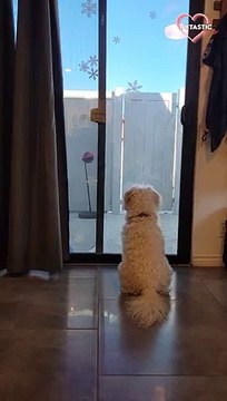 Adorable dog wags his tail in excitement PETASTIC