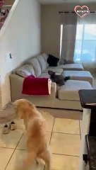 Woman surprised her dogs   PETASTIC