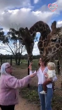 Cutest animal-child interaction at the zoo, toddler feeds giraffes! PETASTIC