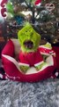 With its sweetness, a dog disguised as The Grinch effectively steals Christmas.   PETASTIC
