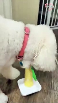 Amazing dog wins the ring throw contest with no errors PETASTIC