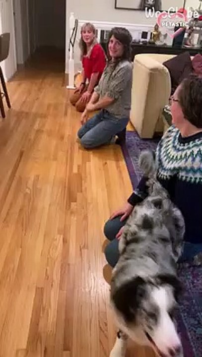 To obtain her preferred snacks, the adorable Aussiedoodle works hard.   PETASTIC