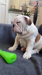 Bulldog pup struggles to stay awake while fighting for his life.   PETASTIC