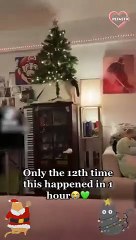 Cat hilariously gets stuck in Christmas tree and falls with it   PETASTIC