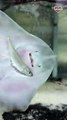 Cute Thornback Ray Struggles to Eat his Meal    PETASTIC