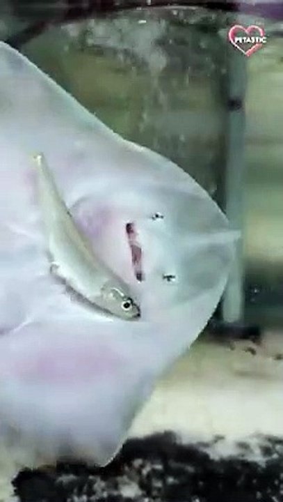 Cute Thornback Ray Struggles to Eat his Meal    PETASTIC