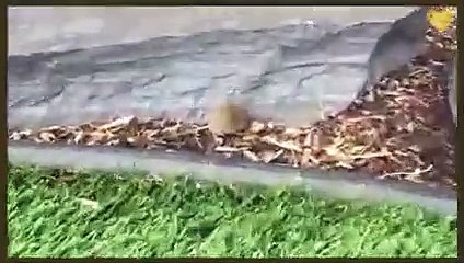 Cute Animals and Babies Videos - Cutest Baby Animals   PETASTIC