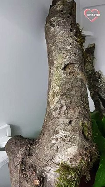 GECKO hiding in plain sight   PETASTIC