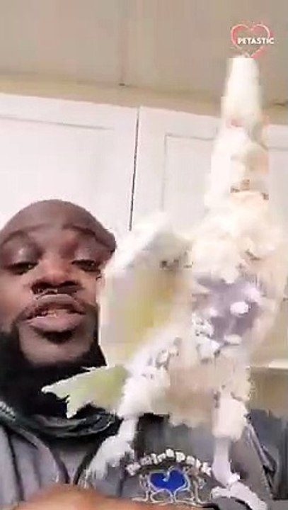 Goffin Cockatoo Dances his Heart Out as Man Bea...