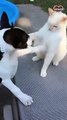 Dog & cat's slap fighting contest turns into a wrestling match   PETASTIC