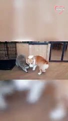 Adorable Corgi & Raccoon Play-Fighting in an Animal Café   PETASTIC