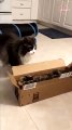 Cats' not-so-friendly rivalry over a box gets even more intense   PETASTIC
