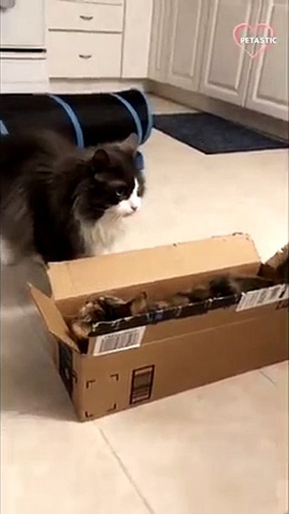 Cats' not-so-friendly rivalry over a box gets even more intense   PETASTIC