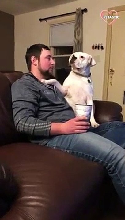 Clingy Boxer dog just wants her hooman's attention all day and every day!   PETASTIC