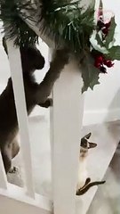 Naughty cat pays tribute to The Grinch by ruining Christmas decorations   PETASTIC
