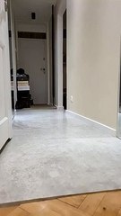 Cute Dachshund in Dog Christmas Costume   PETASTIC